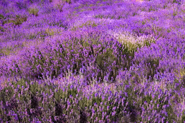 Vackra Lavendel Blommor Som Växer Våren Fält — Stockfoto