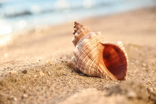 Bella Conchiglia Esotica Sulla Spiaggia Sabbia — Foto Stock