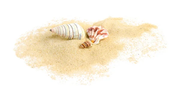 Beautiful Sea Shells Sand White Background — Stock Photo, Image