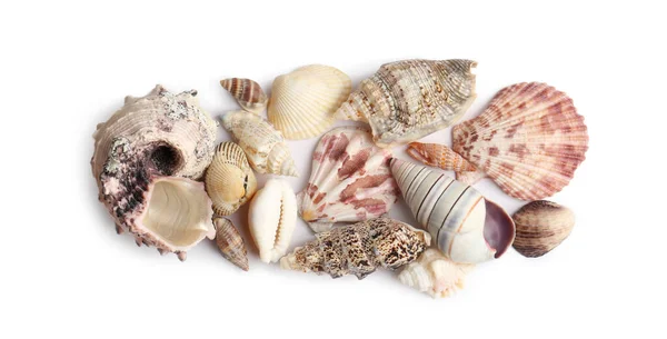 Prachtige Exotische Zee Schelpen Geïsoleerd Wit Bovenaanzicht — Stockfoto
