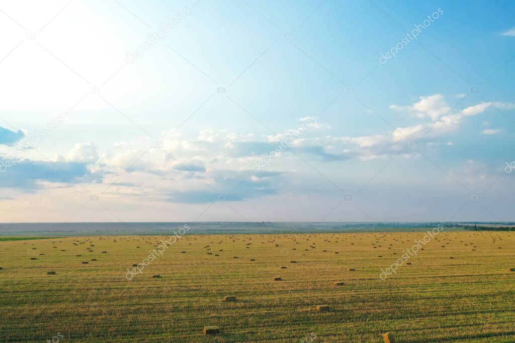 Green mowed field with hay blocks outdoors. Agricultural industry