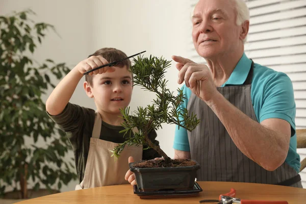 Homem Sênior Com Neto Cuidando Planta Japonesa Bonsai Dentro Casa — Fotografia de Stock