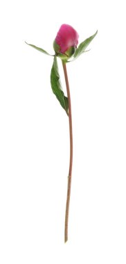 Güzel pembe şakayık çiçeği beyaz üzerine izole edilmiş