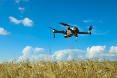 Güneşli bir günde buğday tarlası üzerinde uçan modern drone. Tarım endüstrisi