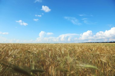Güneşli bir günde buğday tarlası. Tarım endüstrisi
