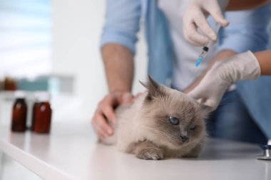 Klinikte profesyonel veteriner aşılayan kedi, yakın plan.