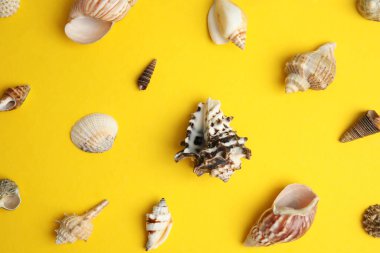 Sarı arka planda farklı güzel deniz kabukları, düz uzanmış.