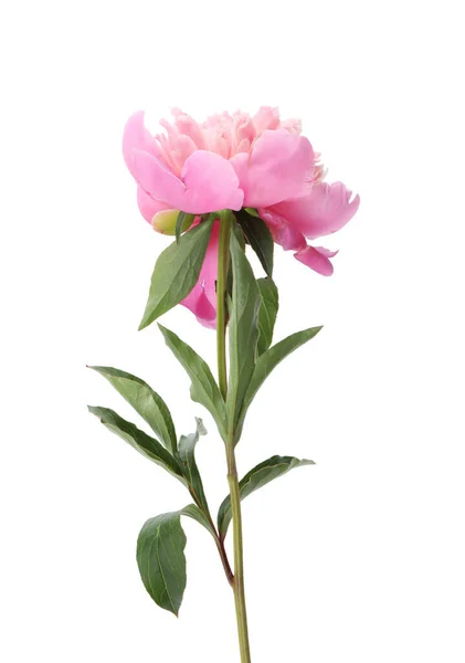 白に孤立した美しいピンクの牡丹の花 — ストック写真