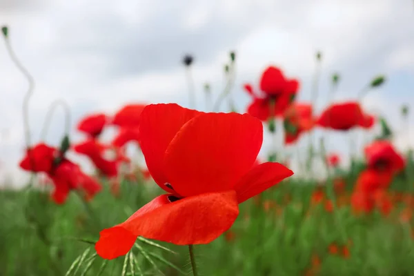 Vacker Röd Vallmo Blomma Växer Fält Närbild — Stockfoto