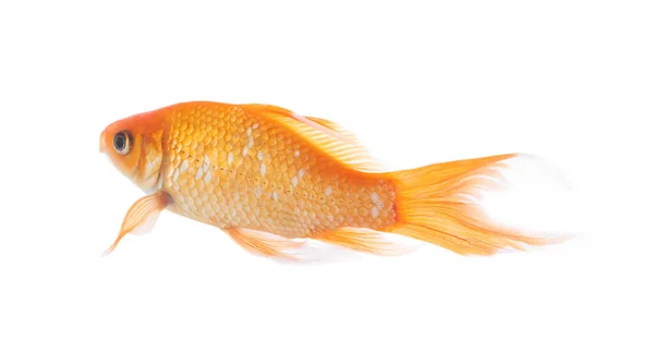Яркая Золотая Рыбка Изолированная Белой — стоковое фото