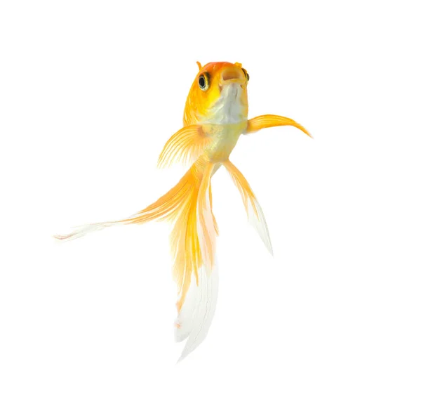 Beautiful Bright Small Goldfish Isolated White — Stock Photo, Image