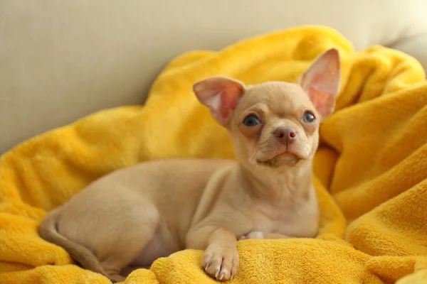 Leuke Chihuahua Puppy Gele Deken Baby Dier — Stockfoto