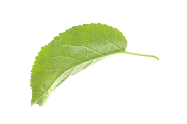 Zelený List Jabloně Izolovaný Bílém — Stock fotografie