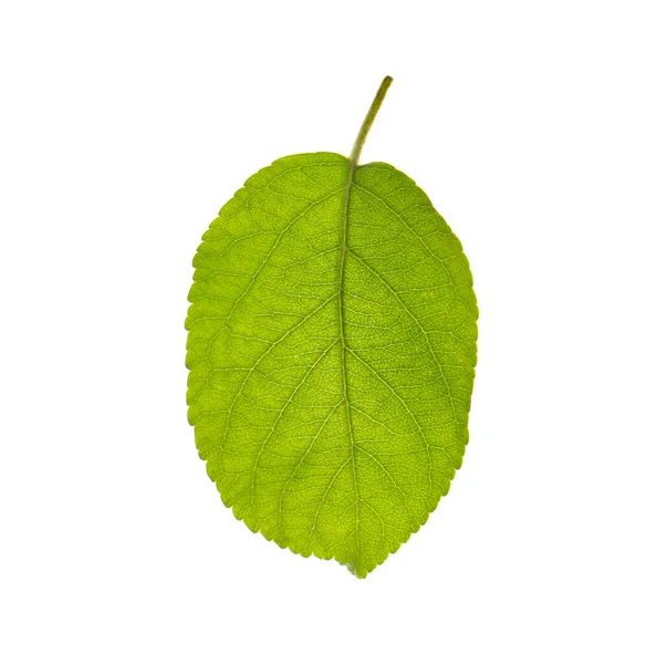 Hoja Verde Manzano Aislado Blanco — Foto de Stock