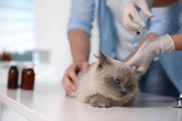 Profesionální Veterinární Lékař Očkování Kočka Klinice Detailní Záběr — Stock fotografie