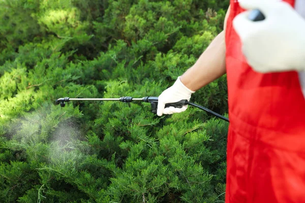 Lavoratore Che Spruzza Pesticidi Cespuglio Verde All Aperto Primo Piano — Foto Stock