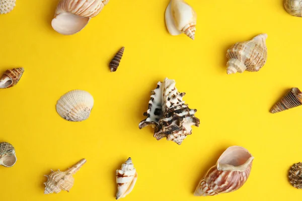 Diferentes Conchas Marinas Hermosas Sobre Fondo Amarillo Planas —  Fotos de Stock