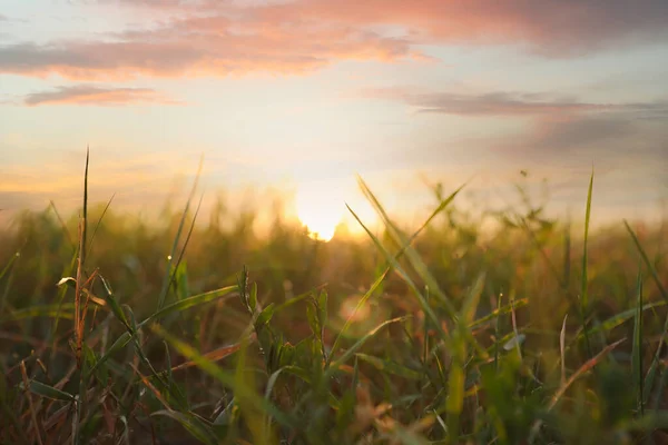 Grönt Gräs Fält Vid Soluppgången Tidig Morgon Landskap — Stockfoto