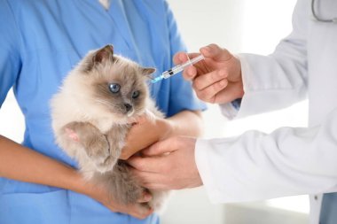Klinikte kedi aşısı yapan profesyonel veterinerler, yakın plan.