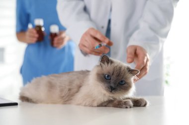 Klinikte kedi aşısı yapan profesyonel veterinerler, yakın plan.