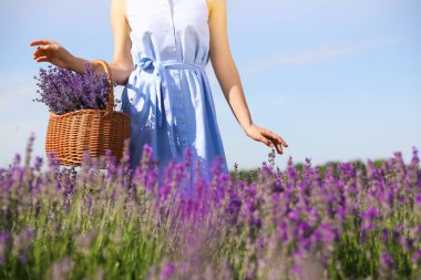 Tarlada lavanta çiçekleriyle dolu sepeti olan genç bir kadın, yakın plan.