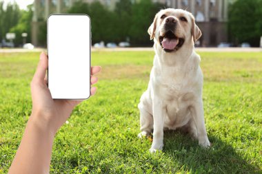 Yeşil çimlerin üzerinde sevimli bir köpeğin fotoğrafını çeken bir kadın. Sevimli hayvan