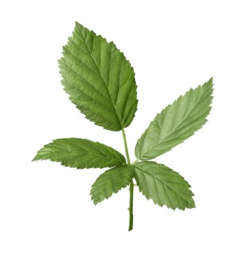 Taze yeşil böğürtlen yaprakları beyaz üzerine izole