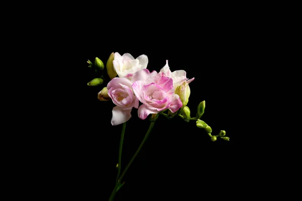 Hermosas Flores Freesia Brillante Sobre Fondo Negro — Foto de Stock