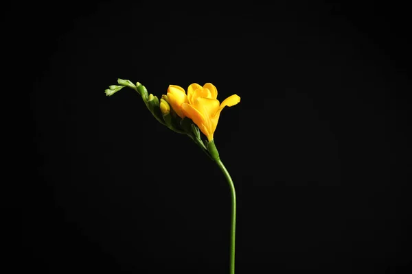 Hermosa Flor Freesia Amarilla Sobre Fondo Negro — Foto de Stock