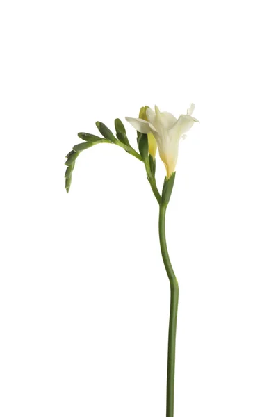 美丽的盛开的菊花 在白色上被隔离 — 图库照片