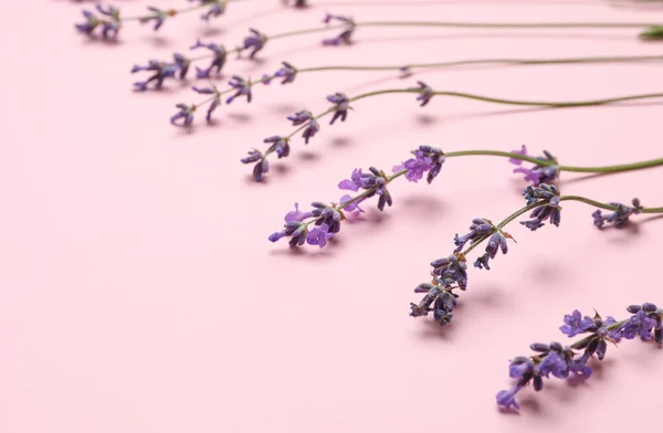 Schöne Lavendelblüten Auf Rosa Hintergrund Nahaufnahme Raum Für Text — Stockfoto