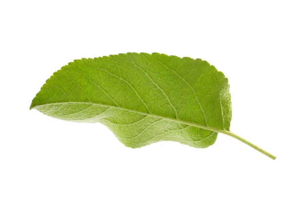 Zielony Liść Jabłoni Odizolowany Białym — Zdjęcie stockowe