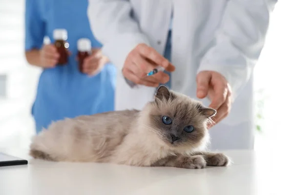 Επαγγελματίες Κτηνίατροι Εμβολιάζουν Γάτα Στην Κλινική Κοντινό Πλάνο — Φωτογραφία Αρχείου