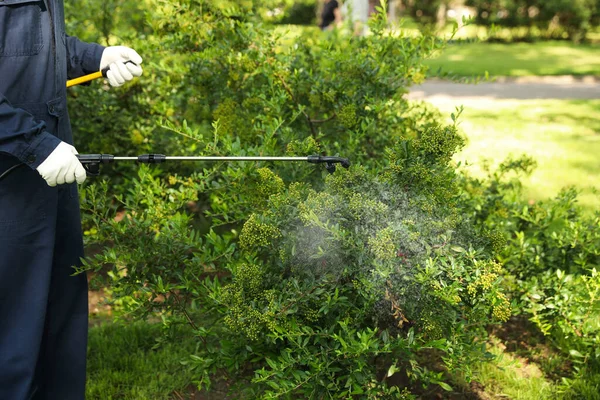 Travailleur Pulvérisant Pesticide Sur Buisson Vert Extérieur Gros Plan Lutte — Photo