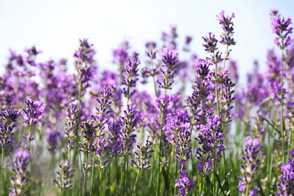 Beautiful blooming lavender field on summer day, closeup