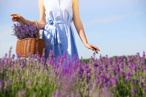 Tarlada lavanta çiçekleriyle dolu sepeti olan genç bir kadın, yakın plan.