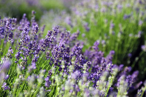Krásné Kvetoucí Levandulové Pole Letní Den Detailní Záběr — Stock fotografie
