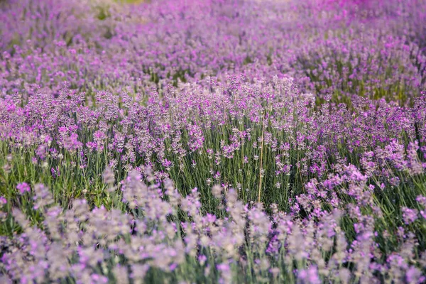 Красиві Квіти Лаванди Ростуть Весняному Полі — стокове фото