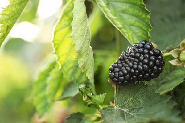 Blackberry Bush Met Lekkere Rijpe Bes Tuin Close — Stockfoto