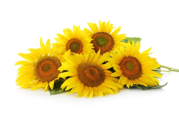 Hermosos Girasoles Brillantes Sobre Fondo Blanco — Foto de Stock