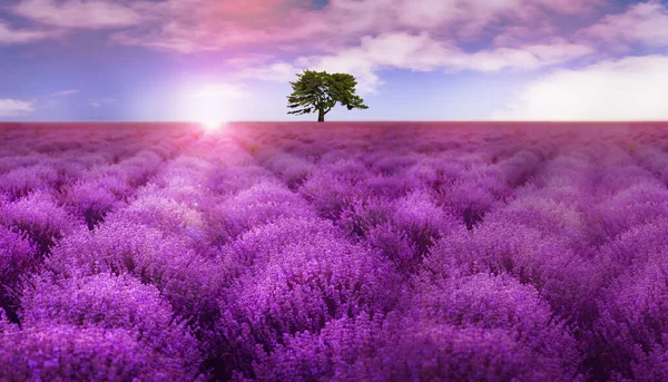 Wunderschönes Lavendelfeld Mit Einem Einzigen Baum Unter Herrlichem Himmel Bei — Stockfoto