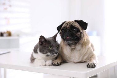 Klinikteki beyaz masada sevimli köpek ve kedi. Aşı Günü