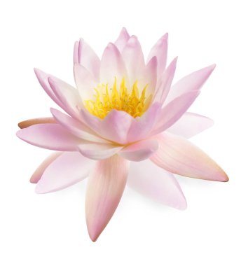 Güzel pembe nilüfer çiçeği bembeyaz