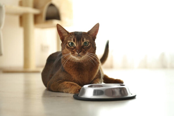 Beautiful Abyssinian cat near feeding bowl at home. Lovely pet