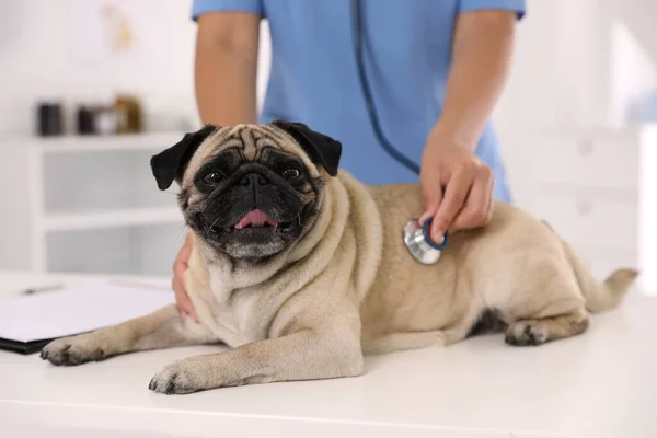 診療所で可愛い犬を検査してる獣医師が接近中 予防接種日 — ストック写真