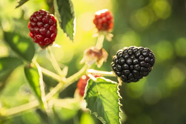 Blackberry Bush Ripening Berries Garden Closeup — Stock Photo, Image