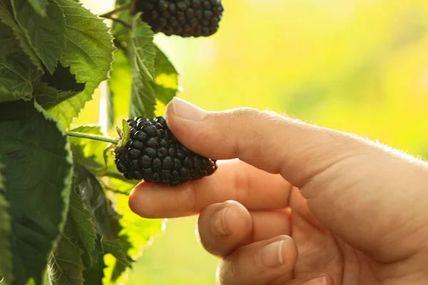 Woman Picking Blackberries Garden Sunny Day Closeup — Stock Photo, Image