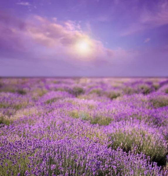 Vacker Himmel Över Lavendelfält Solig Dag — Stockfoto