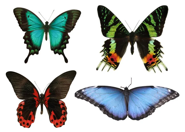Beyaz arka planda bir dizi güzel kelebek