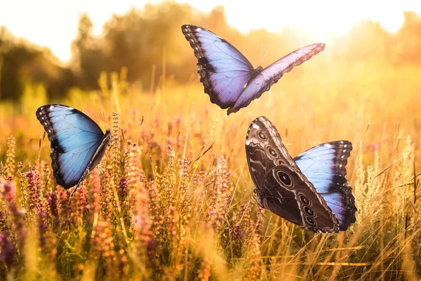 Campo Illuminato Dal Sole Con Belle Farfalle Mattino — Foto Stock